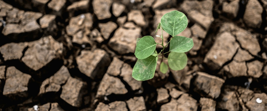 Aquecimento Global: E eu com isso? Conheça as causas, consequências e como contribuir para amenizar