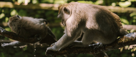 Dia Mundial da Vida Selvagem: saiba a importância dessa data